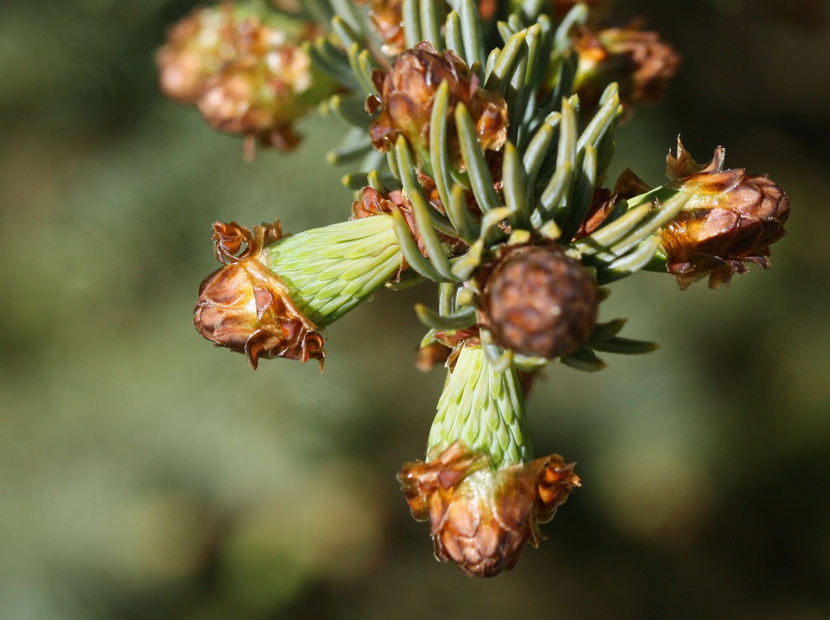 Изображение особи Picea glauca.