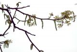 Juglans regia. Ветви с соцветиями. Северная Осетия, г. Владикавказ, 06.05.2010.