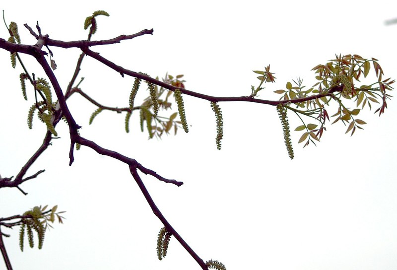 Image of Juglans regia specimen.