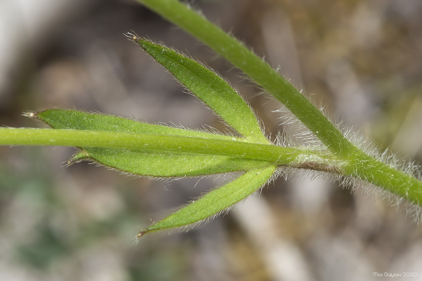 Image of Ranunculus neapolitanus specimen.