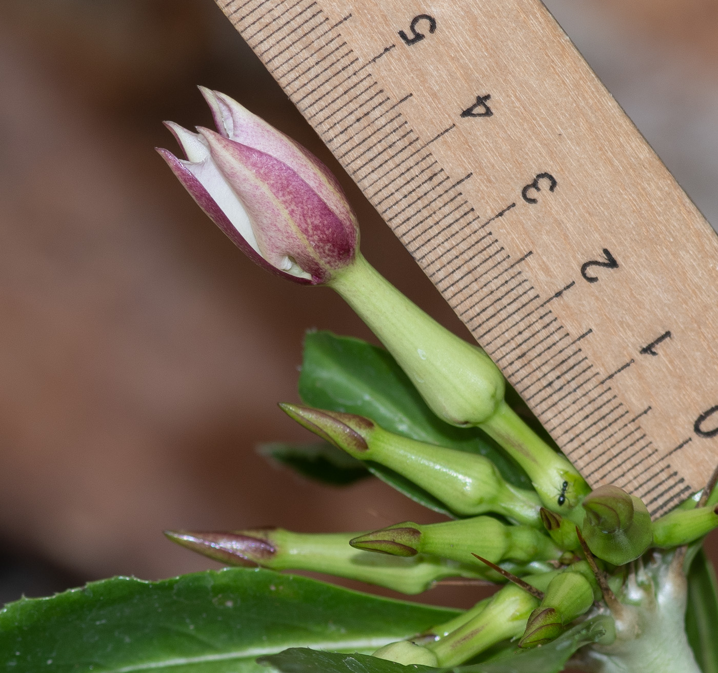 Изображение особи Pachypodium saundersii.