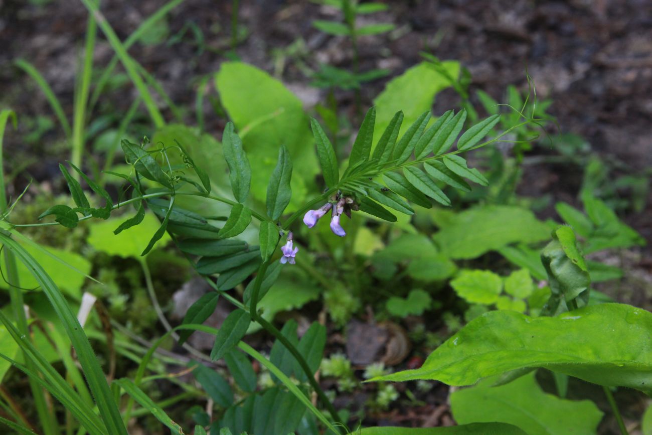 Image of Vicia sepium specimen.