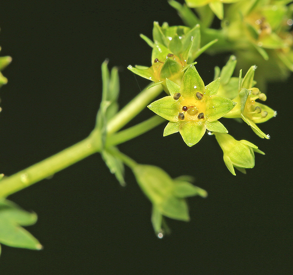 Изображение особи Alchemilla micans.