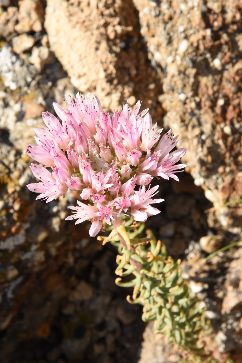 Изображение особи Pseudosedum longidentatum.