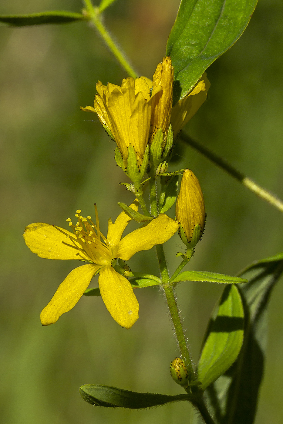 Image of Hypericum hirsutum specimen.