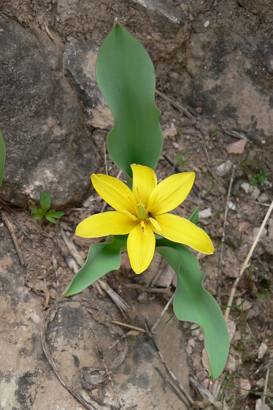 Image of Tulipa hissarica specimen.