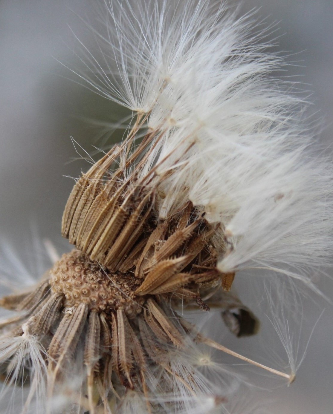 Image of Taraxacum macilentum specimen.