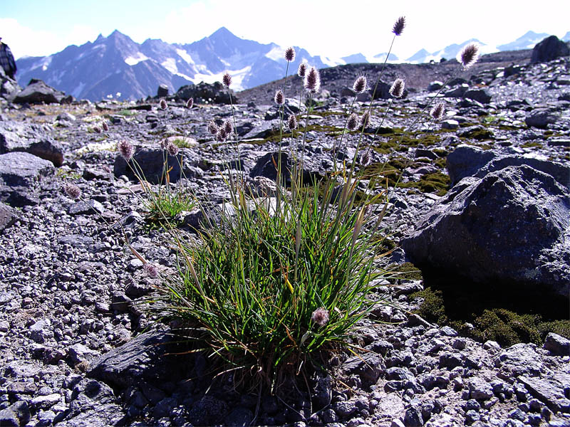 Изображение особи Alopecurus dasyanthus.