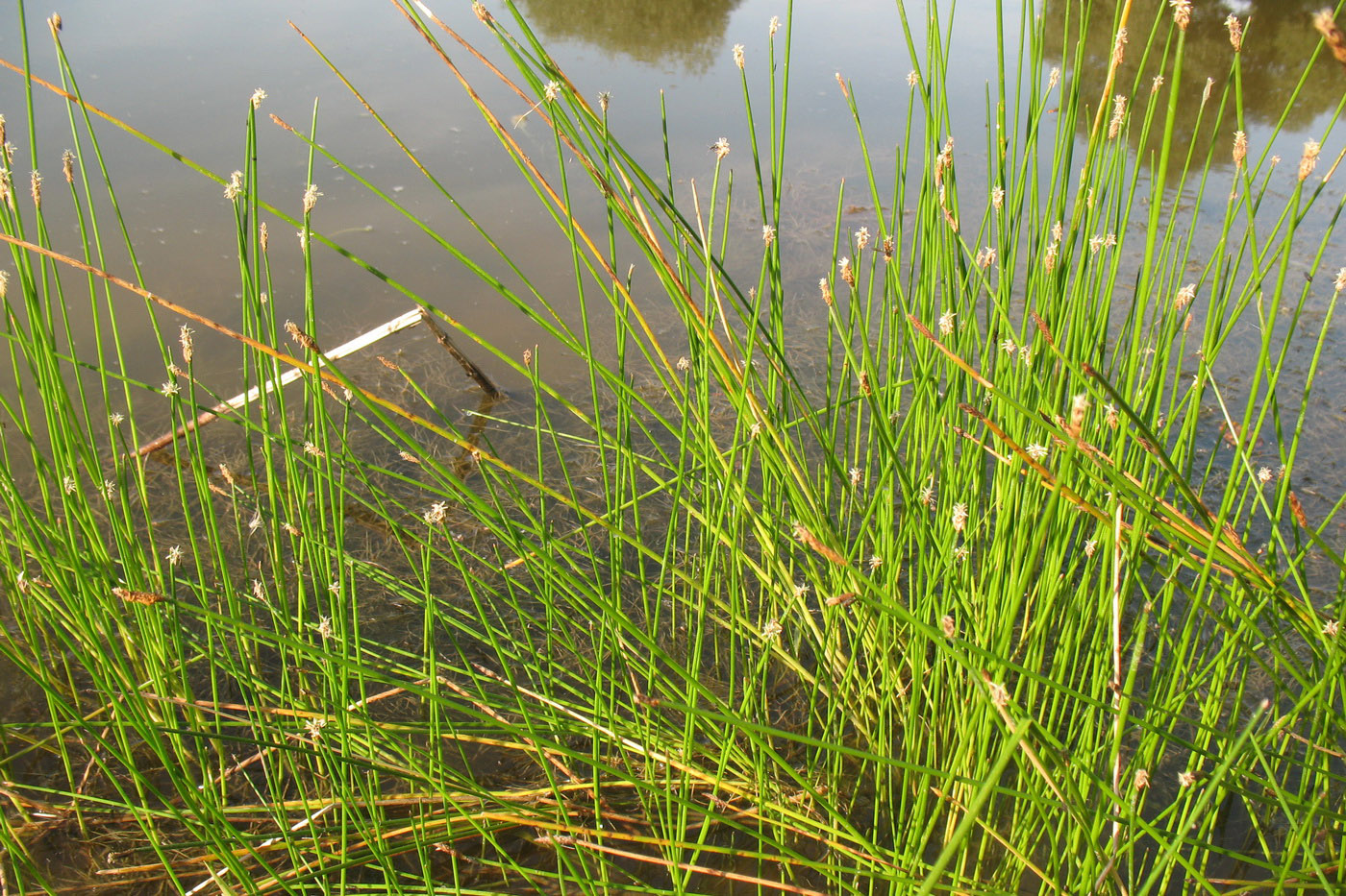 Изображение особи Eleocharis palustris.