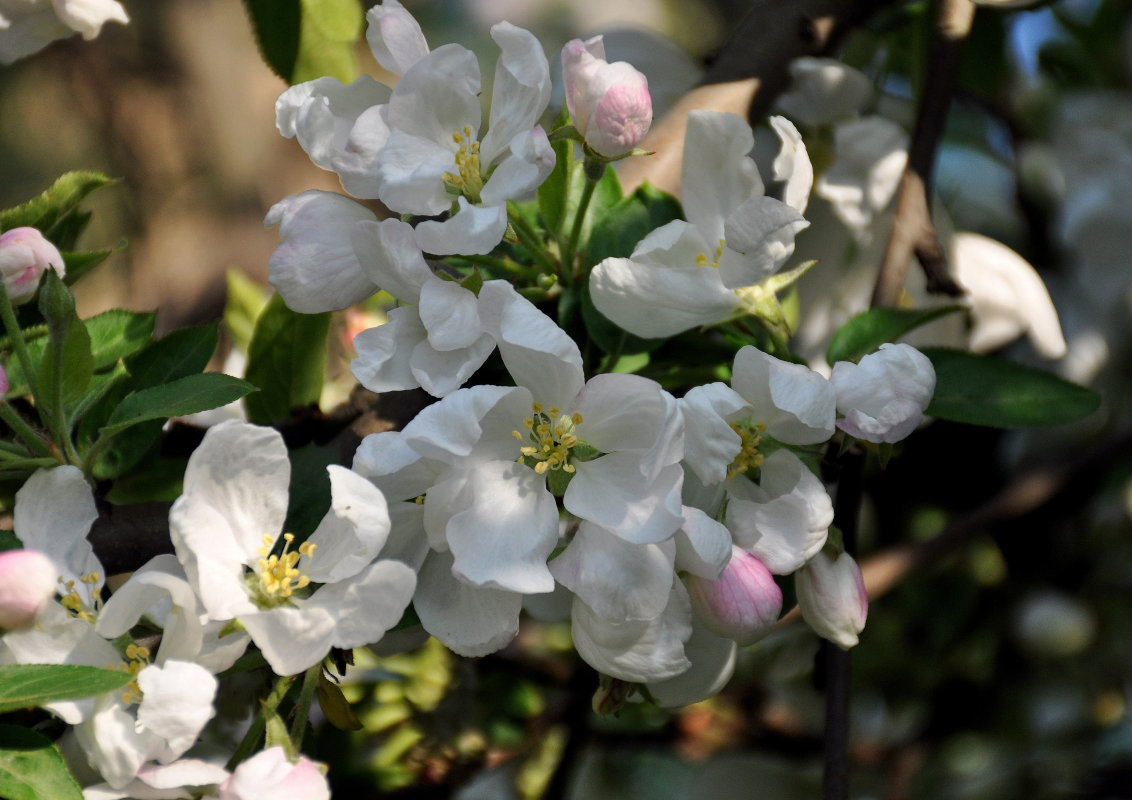 Изображение особи Malus domestica.