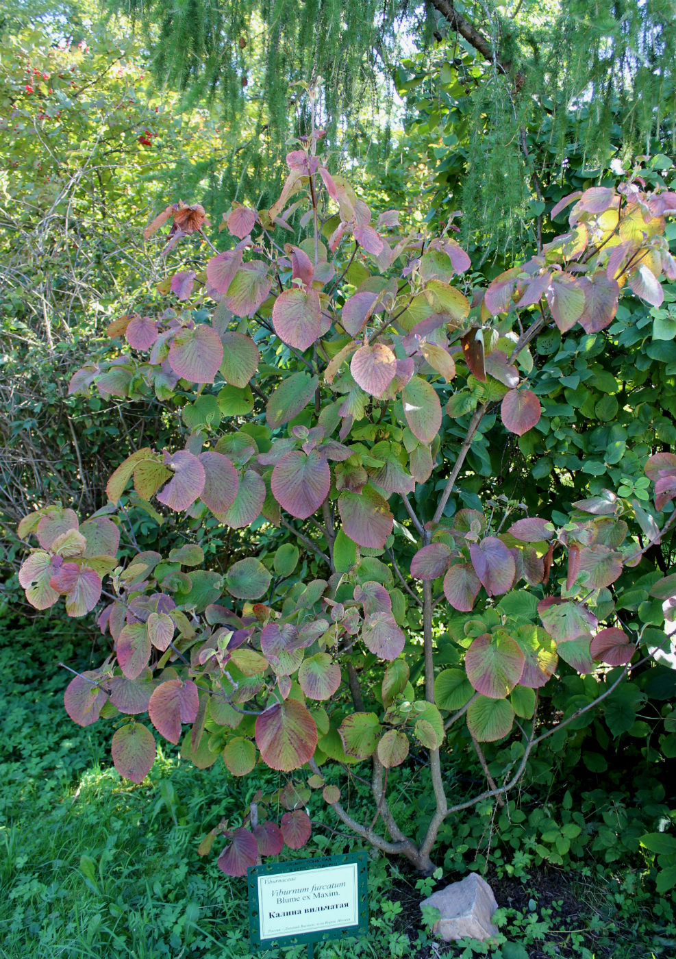 Image of Viburnum furcatum specimen.