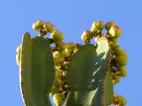 Euphorbia ingens