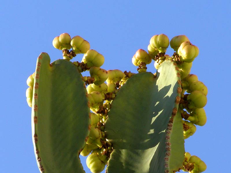 Изображение особи Euphorbia ingens.