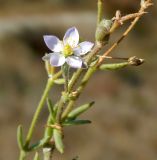 Spergularia media