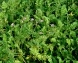 Erodium cicutarium. Цветущие растения. Иркутская обл., Иркутск, газон. 14.08.2020.