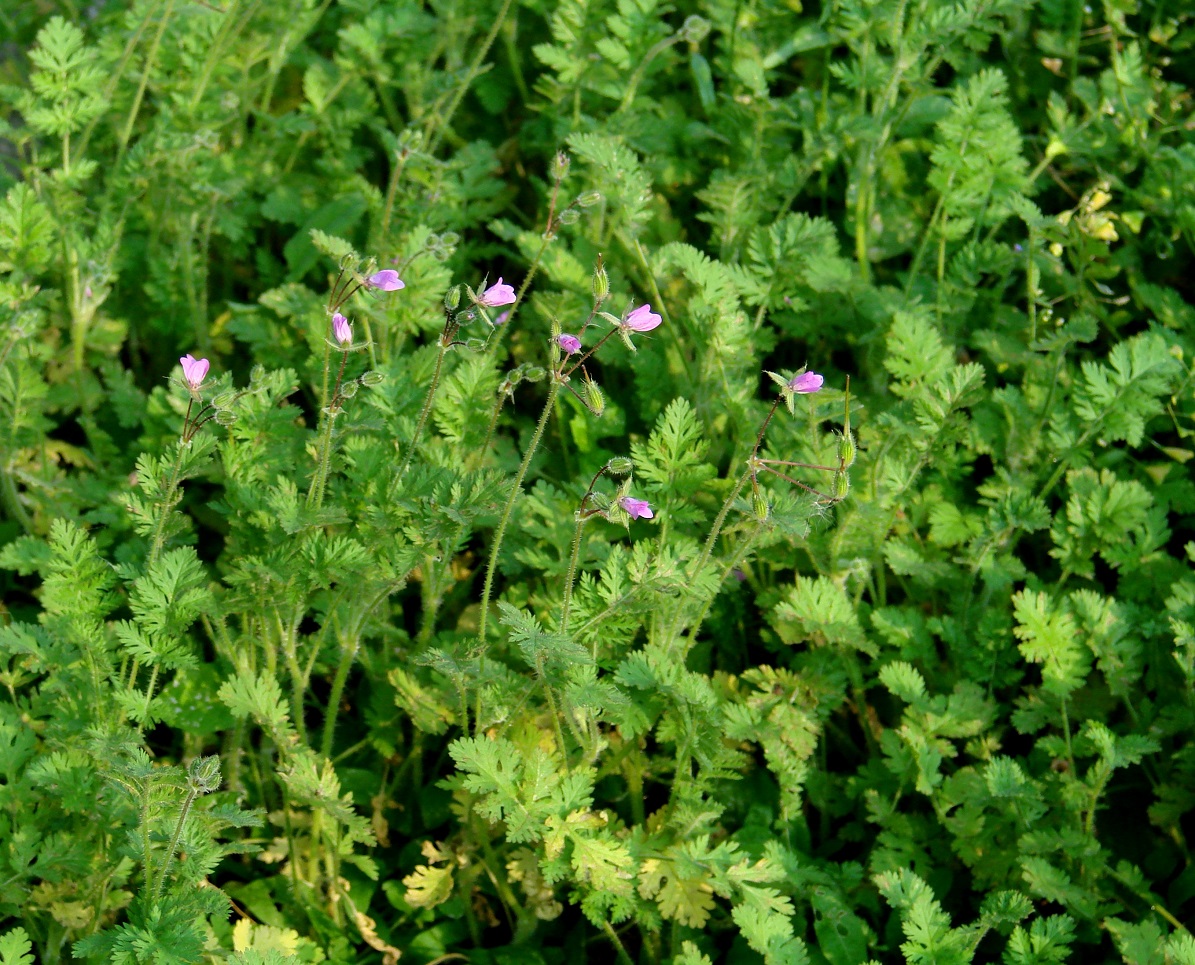 Image of Erodium cicutarium specimen.