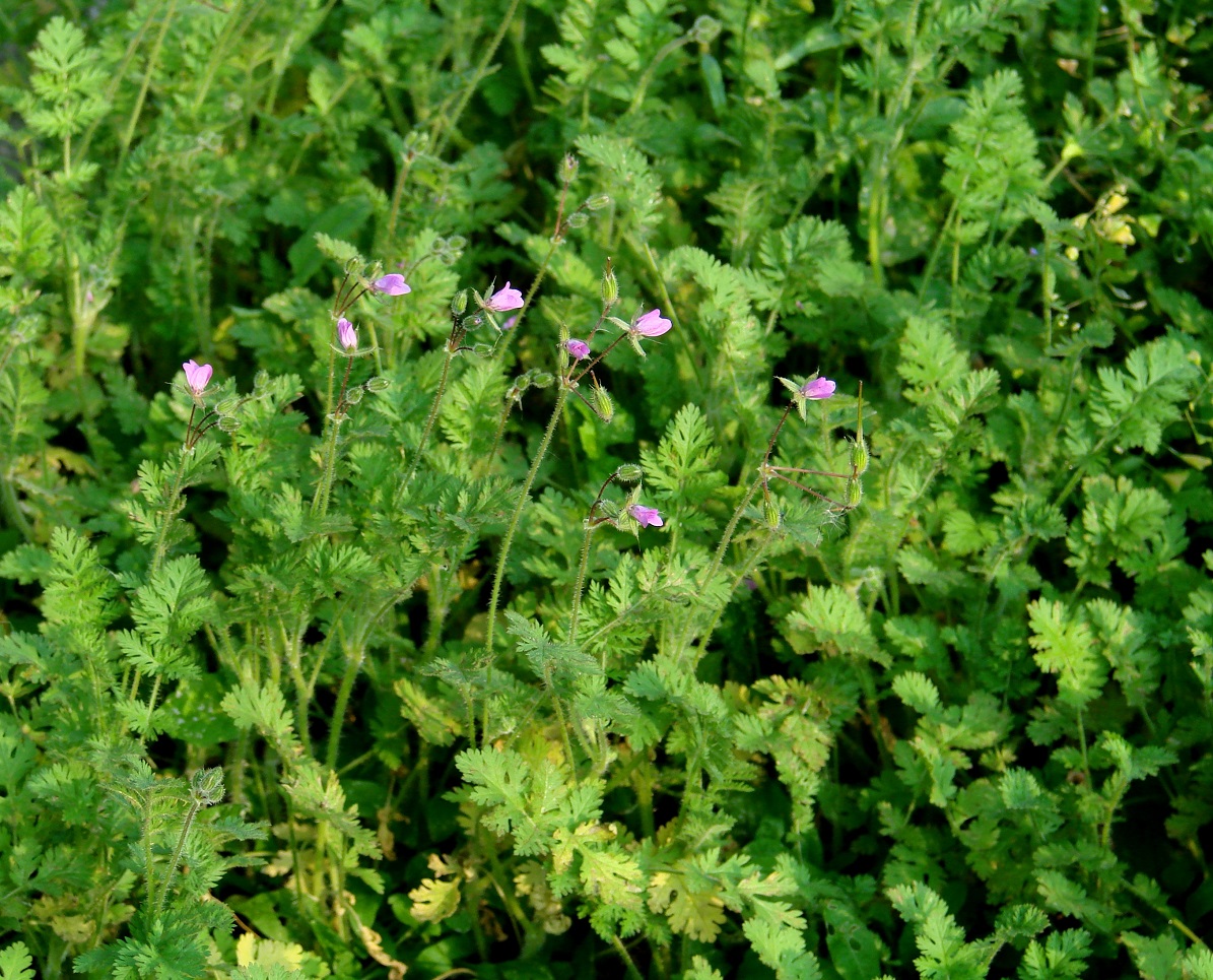 Изображение особи Erodium cicutarium.