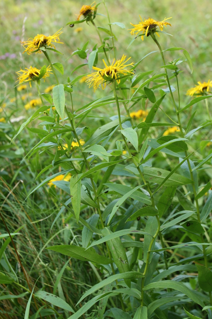 Изображение особи Inula salicina.