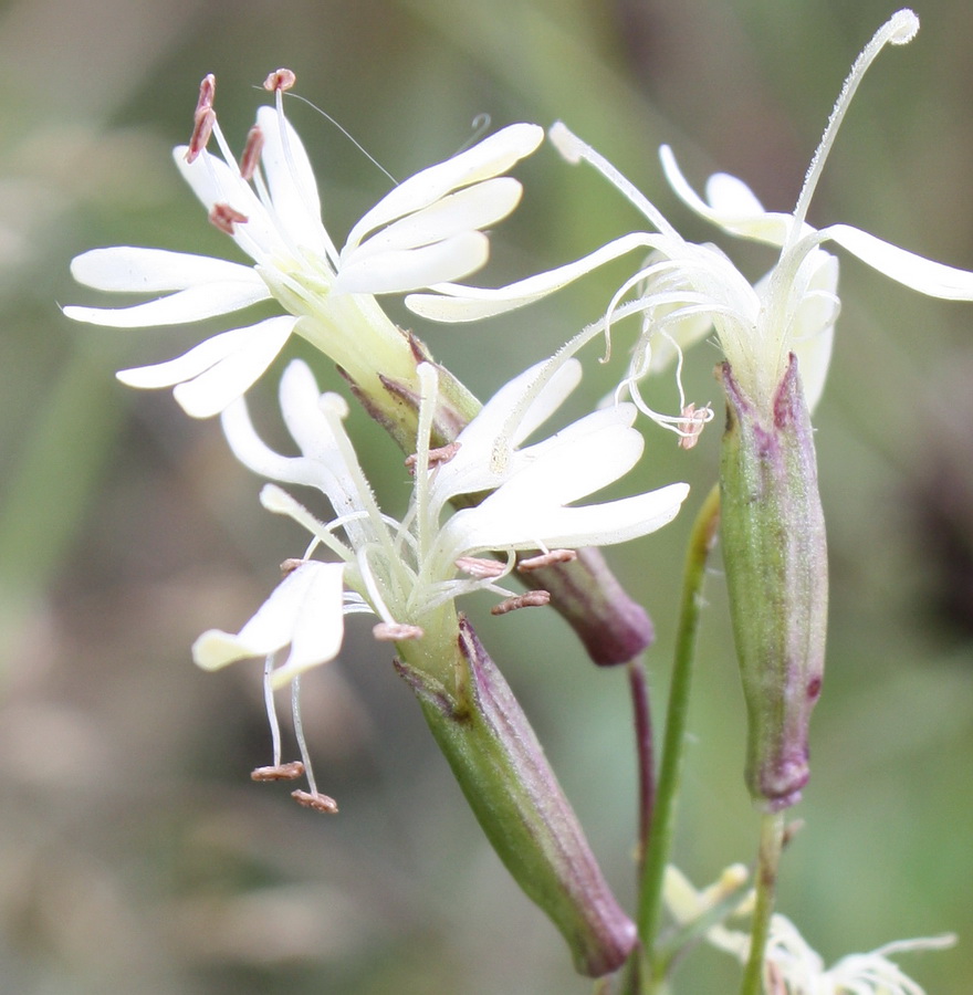 Image of Silene tatarica specimen.