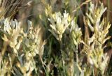 Astragalus albicaulis