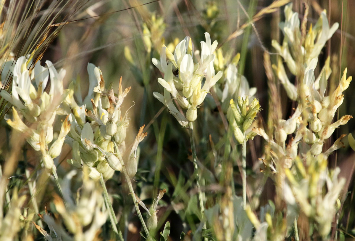 Image of Astragalus albicaulis specimen.