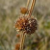 Chaiturus marrubiastrum. Часть сухого соплодия со зрелыми плодами. Нижегородская обл., левый берег р. Сура, поляна возле оз. Холодное. 22 июня 2008 г.