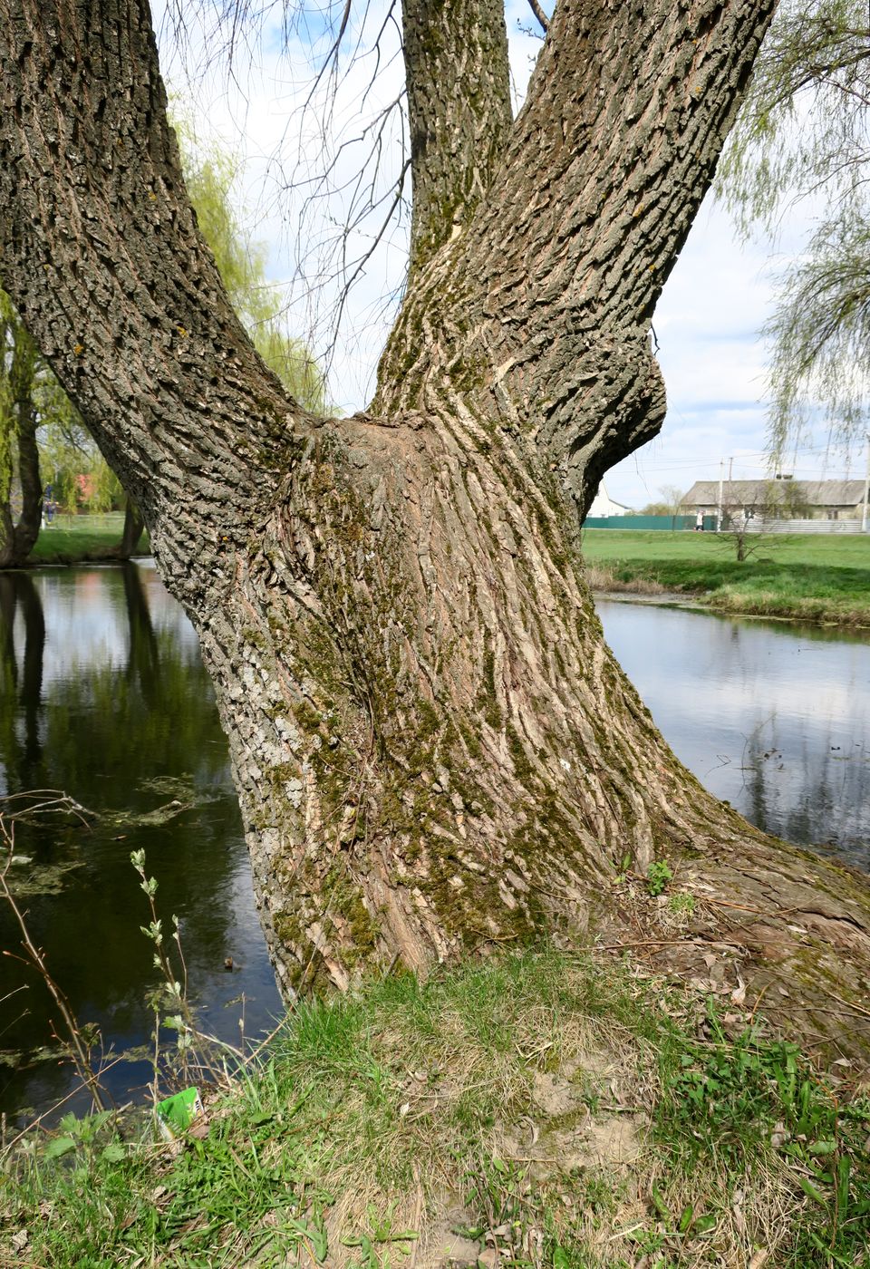 Image of Salix alba specimen.