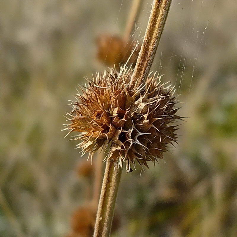 Изображение особи Chaiturus marrubiastrum.