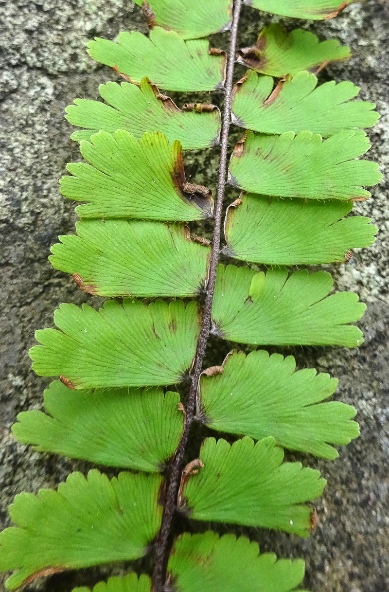 Изображение особи Adiantum incisum.