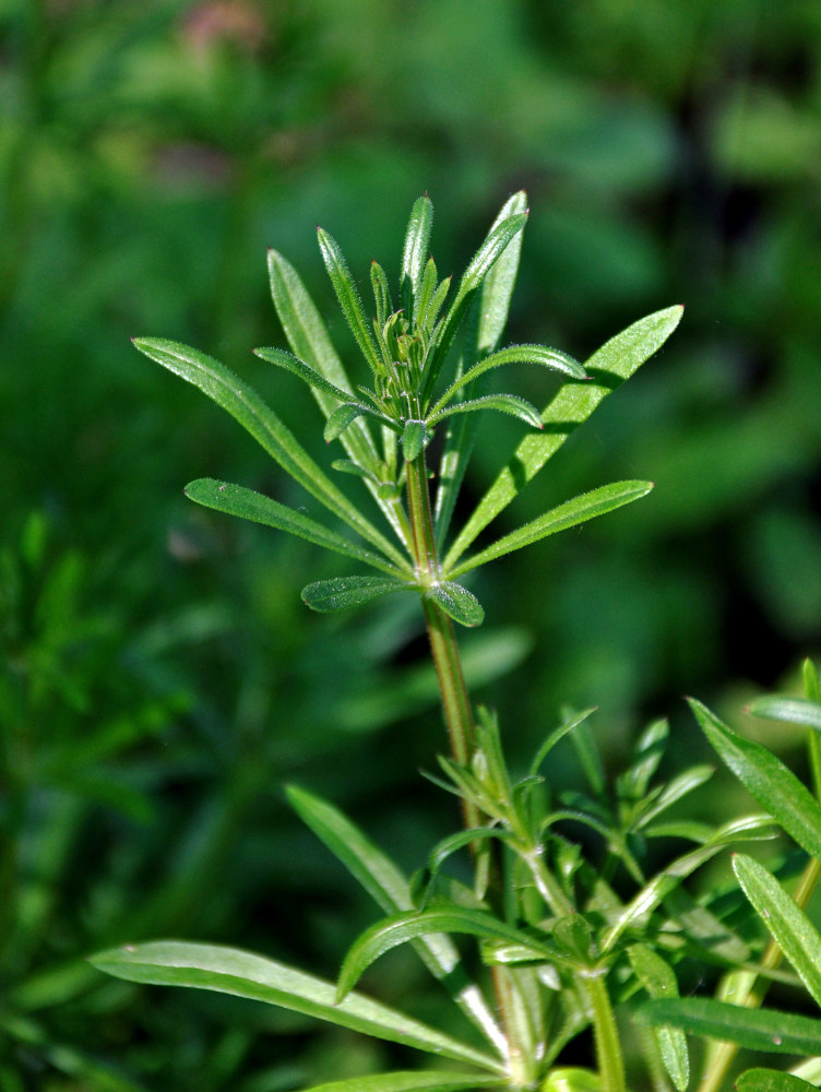 Image of Galium aparine specimen.