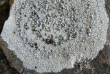 Lecanora rupicola