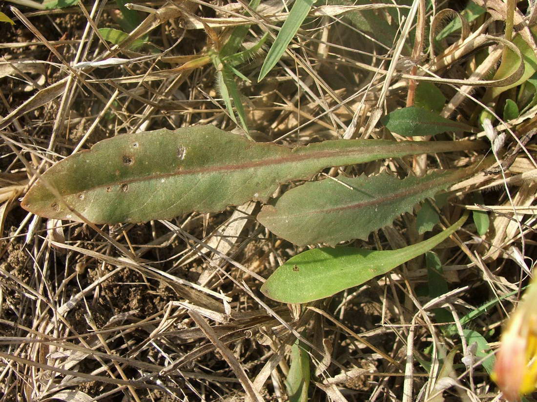 Изображение особи Taraxacum salsum.