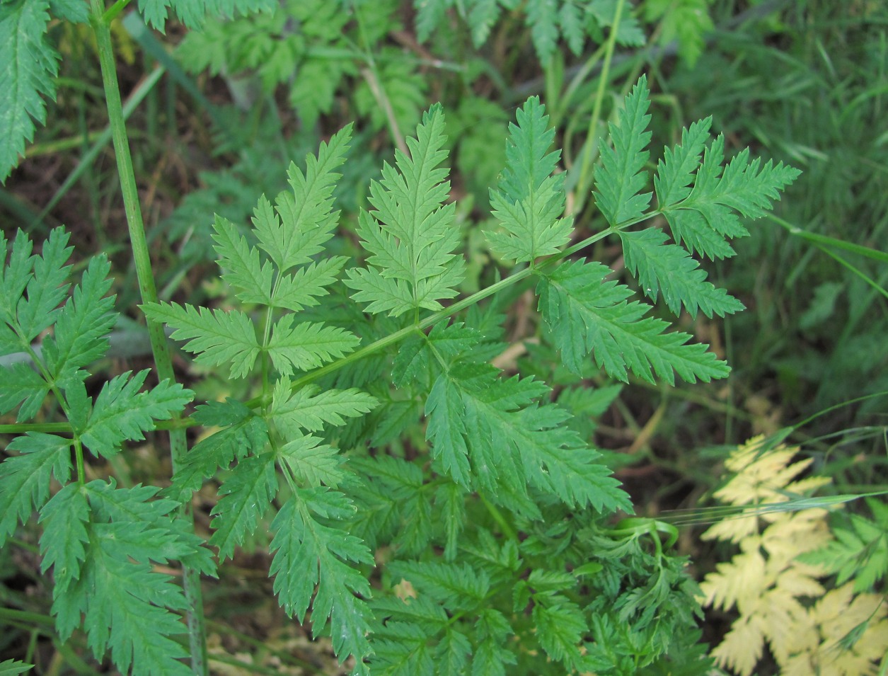 Изображение особи Conium maculatum.