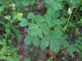 Melilotus officinalis