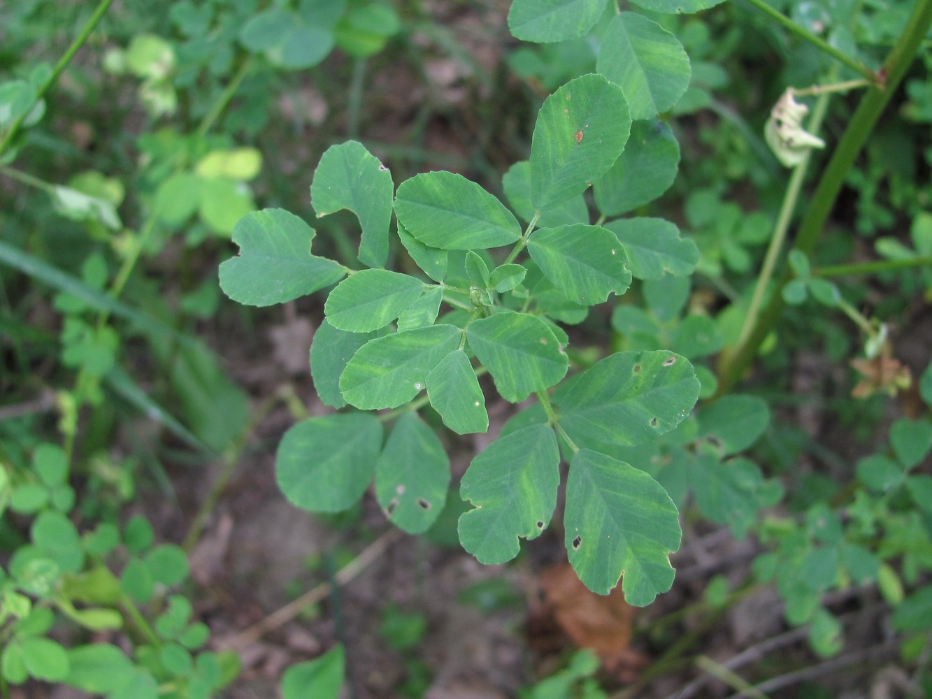 Изображение особи Melilotus officinalis.