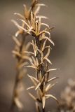 genus Oenothera. Верхушка высохшего соплодия. Ростовская обл., Каменский р-н, окр. станицы Калитвенская, опушка леса на месте вырубки. 11.04.2021.