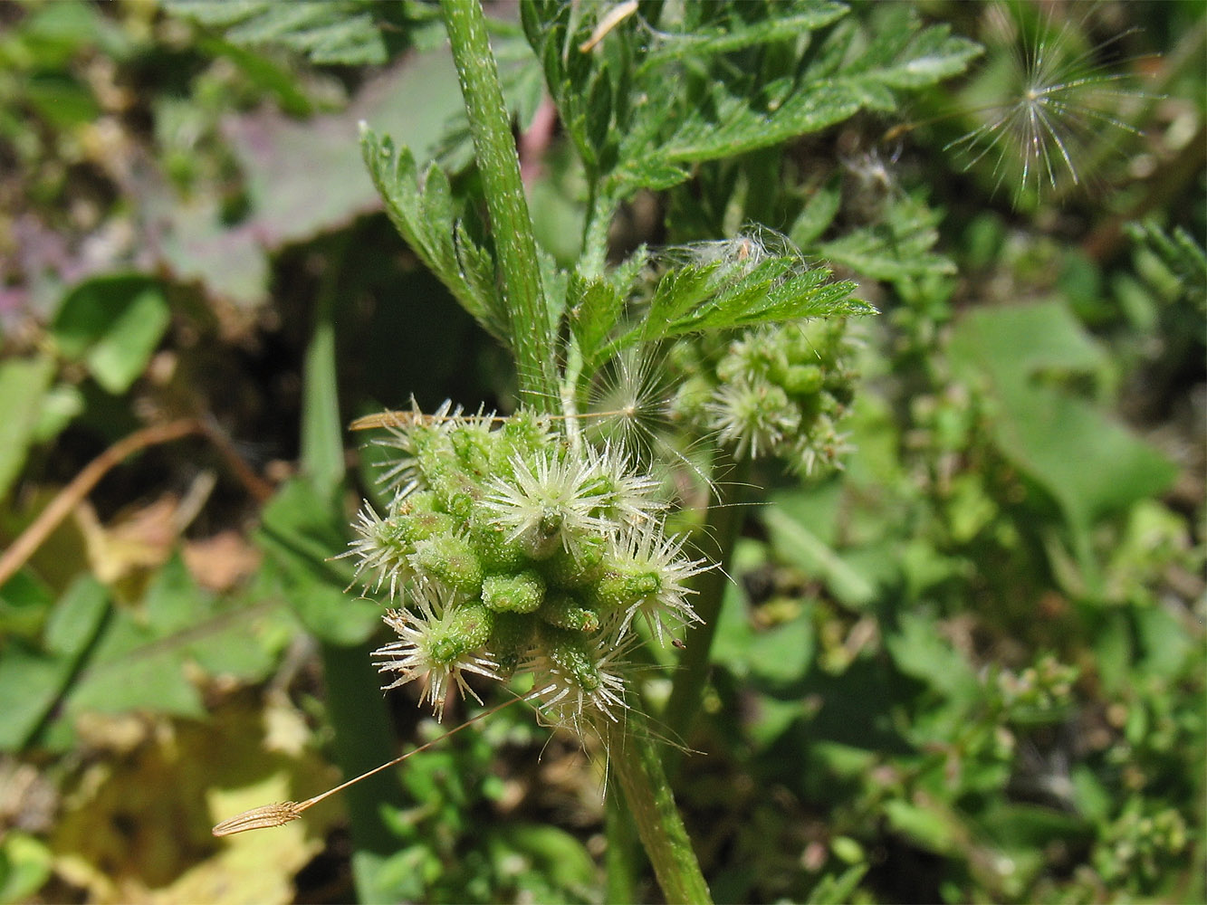 Image of Torilis nodosa specimen.