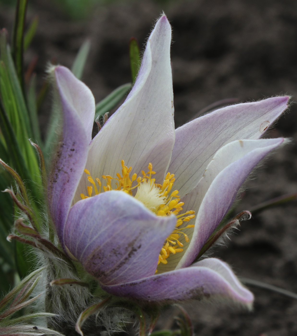 Изображение особи Pulsatilla multifida.