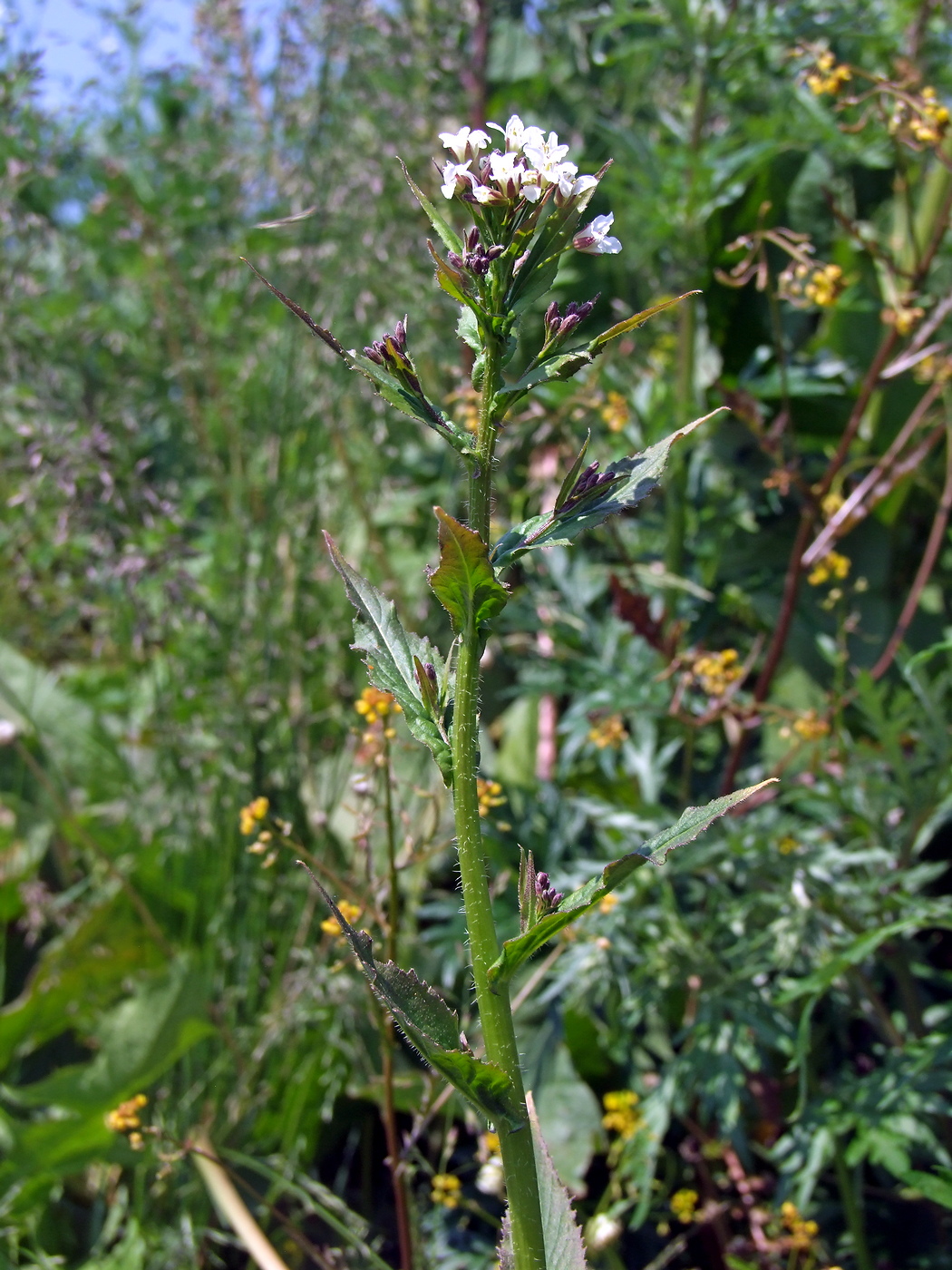 Image of Arabis pendula specimen.