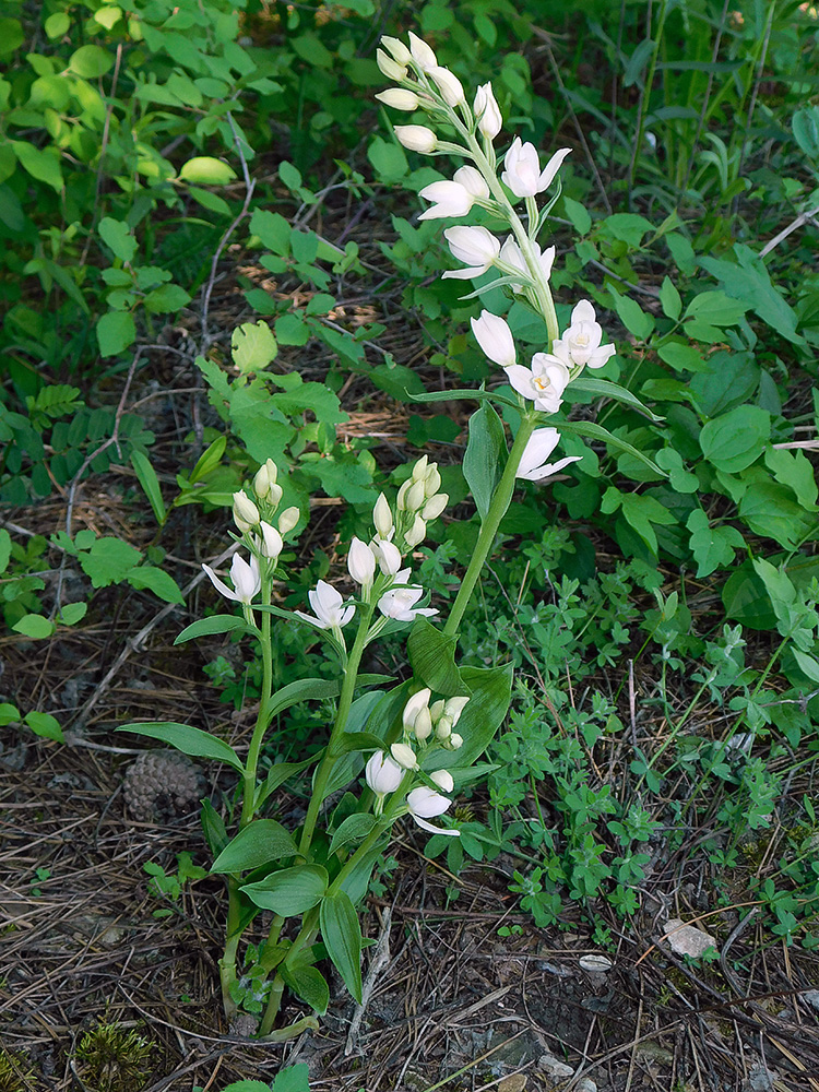 Image of Cephalanthera damasonium specimen.