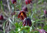 Fritillaria ruthenica. Соцветие. Самарская обл., Ставропольский р-н, окр. с. Жигули, Молодецкий курган, луговой склон. 03.05.2021.