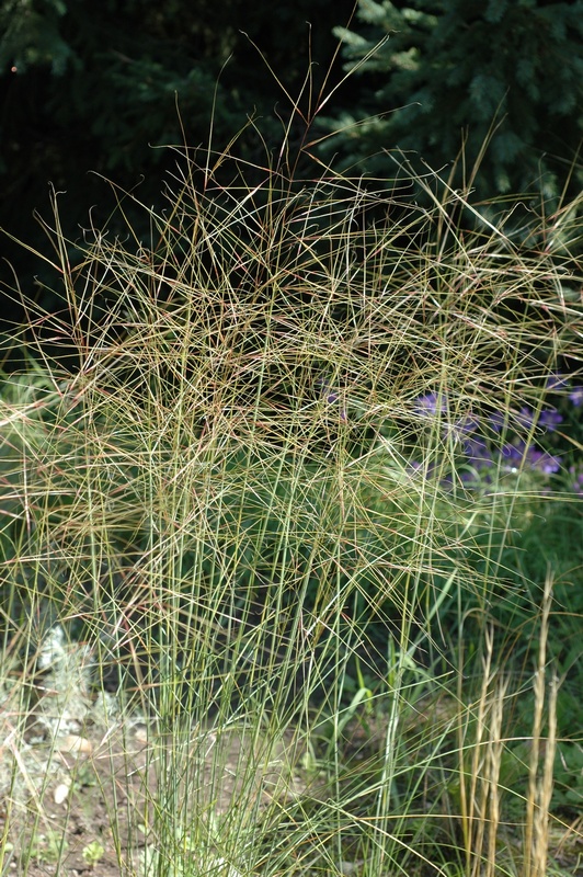 Image of Stipa karakabinica specimen.