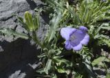 Campanula speciosa