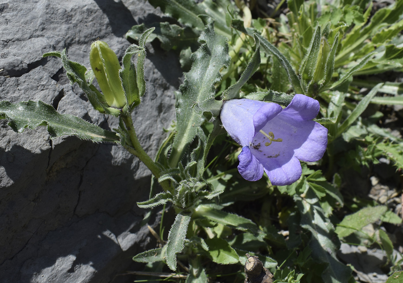 Image of Campanula speciosa specimen.