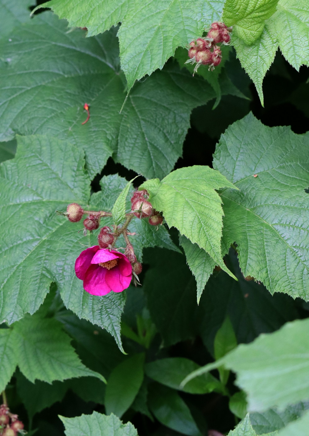 Image of Rubus odoratus specimen.