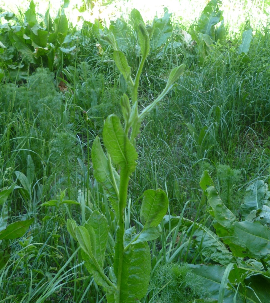 Изображение особи Cousinia pulchella.