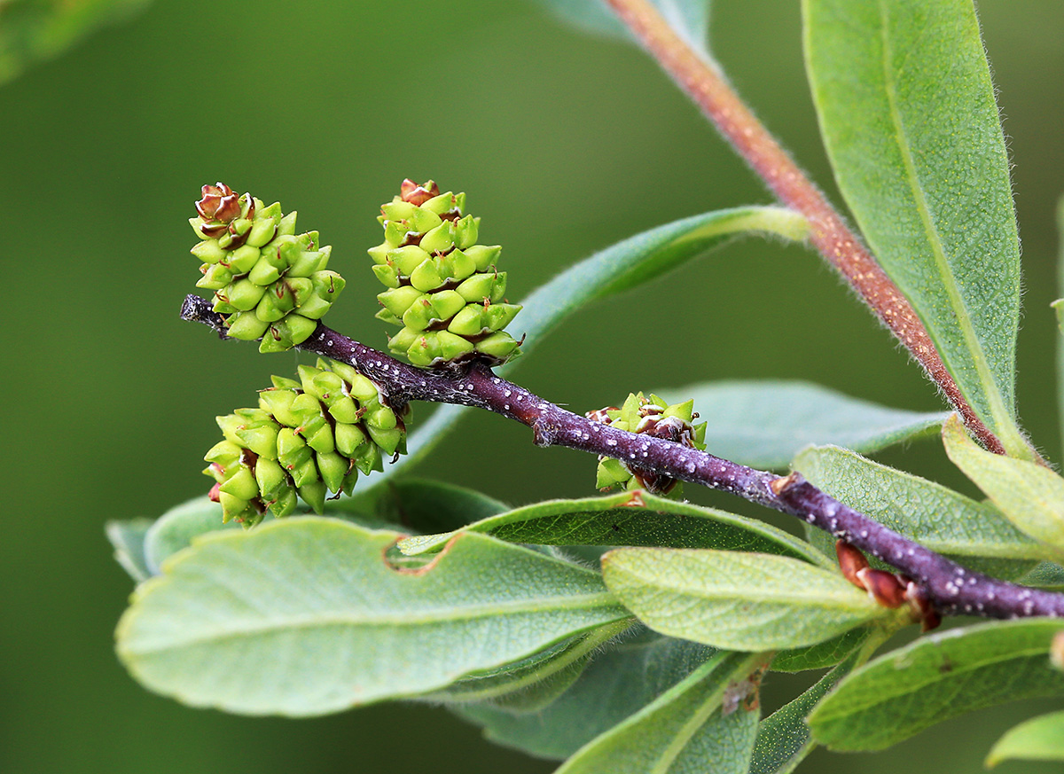 Image of Myrica tomentosa specimen.