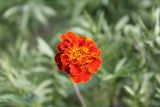 Tagetes patula. Соцветие. Казахстан, г. Актау, на клумбе. 22 июня 2021 г.