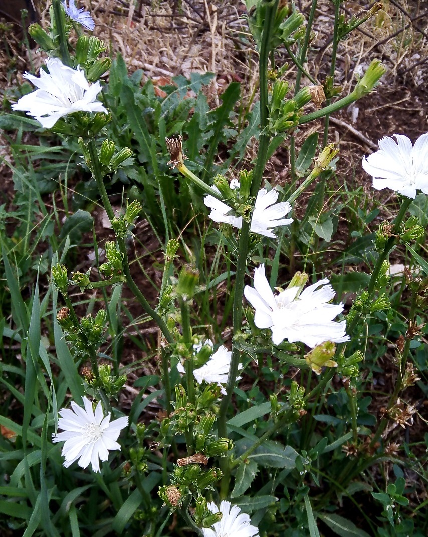 Image of Cichorium intybus specimen.