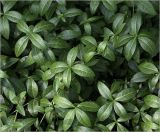 Vinca minor. Листья на верхушках побегов. Московская обл., Раменский р-н, окр. дер. Хрипань, садовый участок. 16.07.2021.